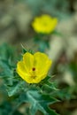 Bermuda Thistle or Gamboge Thistle or Chadron beautiful yellow flower petals