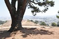 Bernal Heights Hill tree swing San Francisco