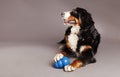 Bernard Sennenhund with Chew Toy at Studio Royalty Free Stock Photo