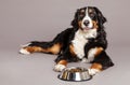 Bernard Sennenhund with Food Bowl at Studio