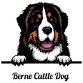 Berne Cattle Dog - dog breed. Color image of a dogs head isolated on a white background
