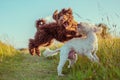 Bernedoodle and Cockapoo dogs playing together on a narrow trail in a meadow in sunlight Royalty Free Stock Photo