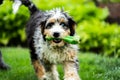 Bernedoodle dog walking in the park with a toy in its mouth, looking up at the camera Royalty Free Stock Photo