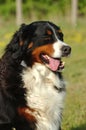 Berner sennen dog Royalty Free Stock Photo