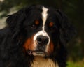 Berner sennen dog, male Royalty Free Stock Photo