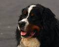 Berner sennen dog, male Royalty Free Stock Photo