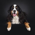 Berner Sennen dog on black background Royalty Free Stock Photo