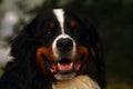 Berner sennen dog, male Royalty Free Stock Photo