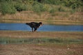 Berner Sennen dog running along water in a forest. Royalty Free Stock Photo