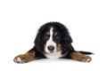 Berner Sennen dog pup on white background Royalty Free Stock Photo