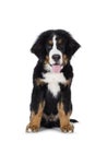 Berner Sennen dog pup on white background Royalty Free Stock Photo