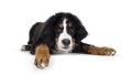 Berner Sennen dog pup on white background Royalty Free Stock Photo