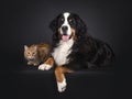 Berner Sennen dog and red cat on black background Royalty Free Stock Photo