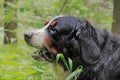 Berner Sennenhund