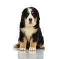 Berner Sennenhund or Bernese Mountain puppy sitting in studio lo