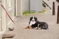 Berner Sennenhund having a rest near house