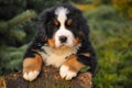 Berner Sennenhund puppy Royalty Free Stock Photo