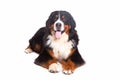 Berner Sennenhund in white background Royalty Free Stock Photo