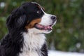 Bernese Dog Portrait Royalty Free Stock Photo