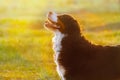 Bernese dog portrait at sunrise Royalty Free Stock Photo