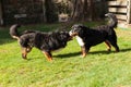 Bernese dogs in the nature, green lawn