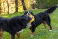 Bernese dogs in the nature, green lawn