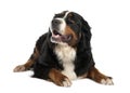 Bernese mountain dog (13 months old) Royalty Free Stock Photo