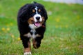 Bernese Mountain Dog