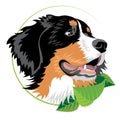 Bernese mountain dog Royalty Free Stock Photo