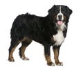 Bernese mountain dog, 2 and a half years old Royalty Free Stock Photo