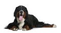 Bernese mountain dog, 2 years old, lying Royalty Free Stock Photo