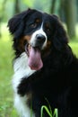 Bernese mountain dog Royalty Free Stock Photo