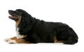 Bernese mountain dog Royalty Free Stock Photo