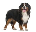 Bernese Mountain Dog, 3 years old, standing Royalty Free Stock Photo