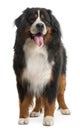 Bernese Mountain Dog, 3 years old, standing Royalty Free Stock Photo