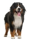 Bernese Mountain Dog, 3 years old, standing Royalty Free Stock Photo