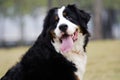 Bernese Mountain Dog