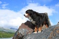 Bernský hora pes 