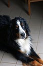 Bernese Mountain Dog Royalty Free Stock Photo