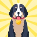 Bernese Mountain Dog with Award on Neck Royalty Free Stock Photo