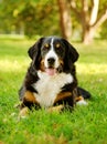 Bernese mountain dog (Berner Sennenhund) lying on grass Royalty Free Stock Photo