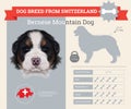 Bernese Mountain dog breed infographics Royalty Free Stock Photo