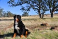 Bernese Mountain Dog in California Chapparal