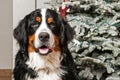 Bernese Mountain Dog at Christmas