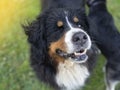 Bernese mountain dog close-up, look Royalty Free Stock Photo