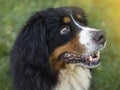 bernese mountain dog Royalty Free Stock Photo