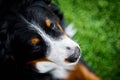 Bernese Mountain Dog close up Royalty Free Stock Photo