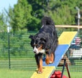 Bernese Mountain Dog at Dog Agility Trial Royalty Free Stock Photo