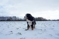 Bernese Mountain Dog enjoying snow day in the field Royalty Free Stock Photo