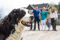 A Bernese Mountain dog with family blur on the back Royalty Free Stock Photo